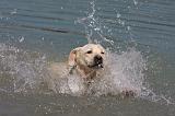 LABRADOR 1080